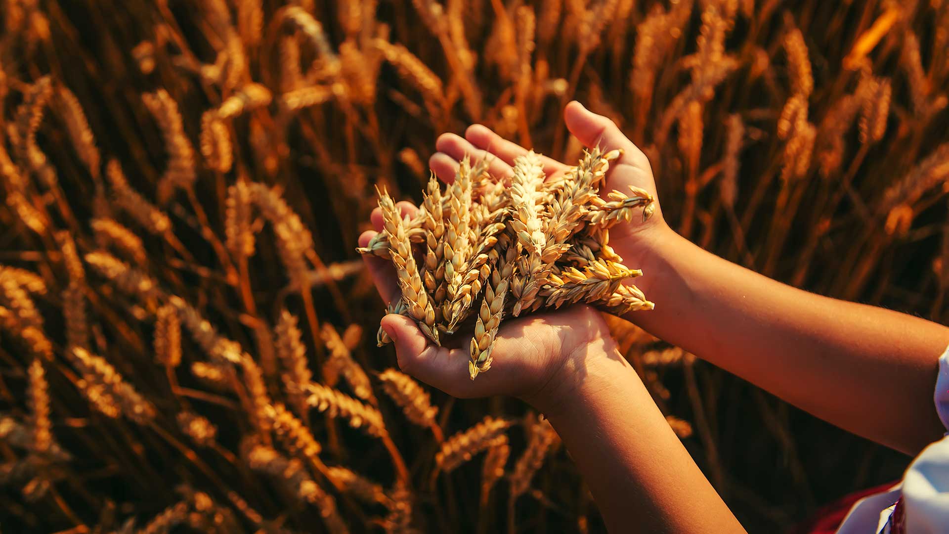 KÜRESEL GIDA KRİZİ